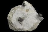 Leonaspis, Morocops & Gerastos Trilobite Association - Issoumour #154809-1